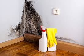 Best Attic Mold Removal  in Laurel Park, NC